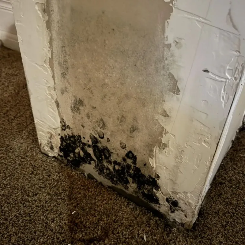 Professional Mold Removal in Gretna, VA